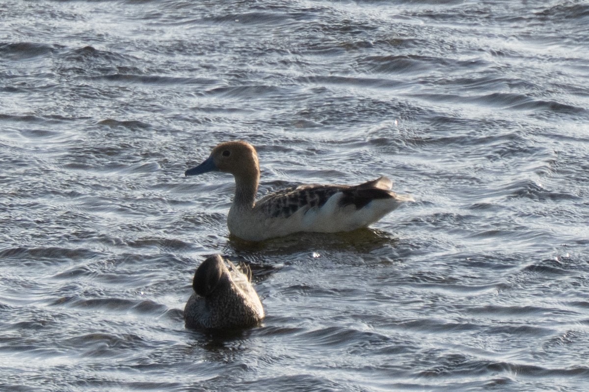 Fulvous Whistling-Duck - ML646425879