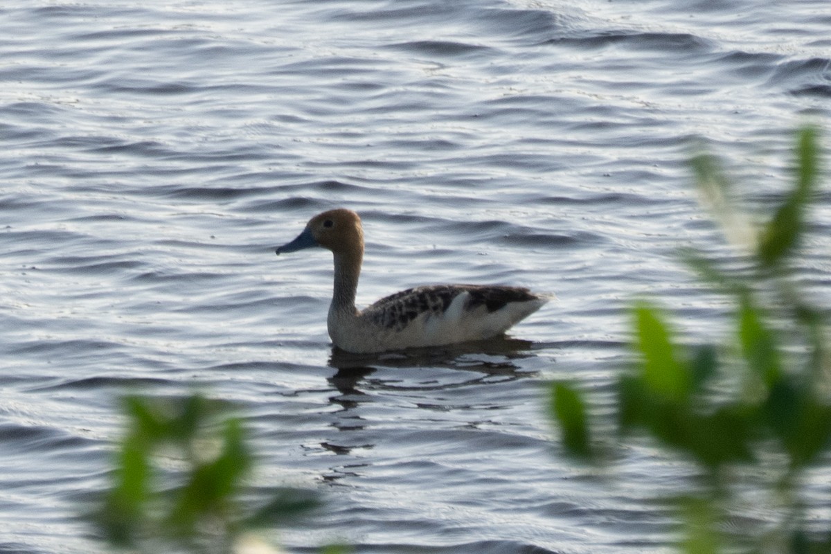 Fulvous Whistling-Duck - ML646425880