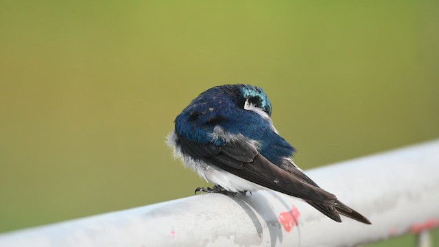 Golondrina Bicolor - ML646425882