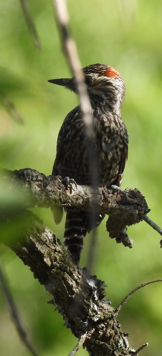 シマコゲラ - ML646425883