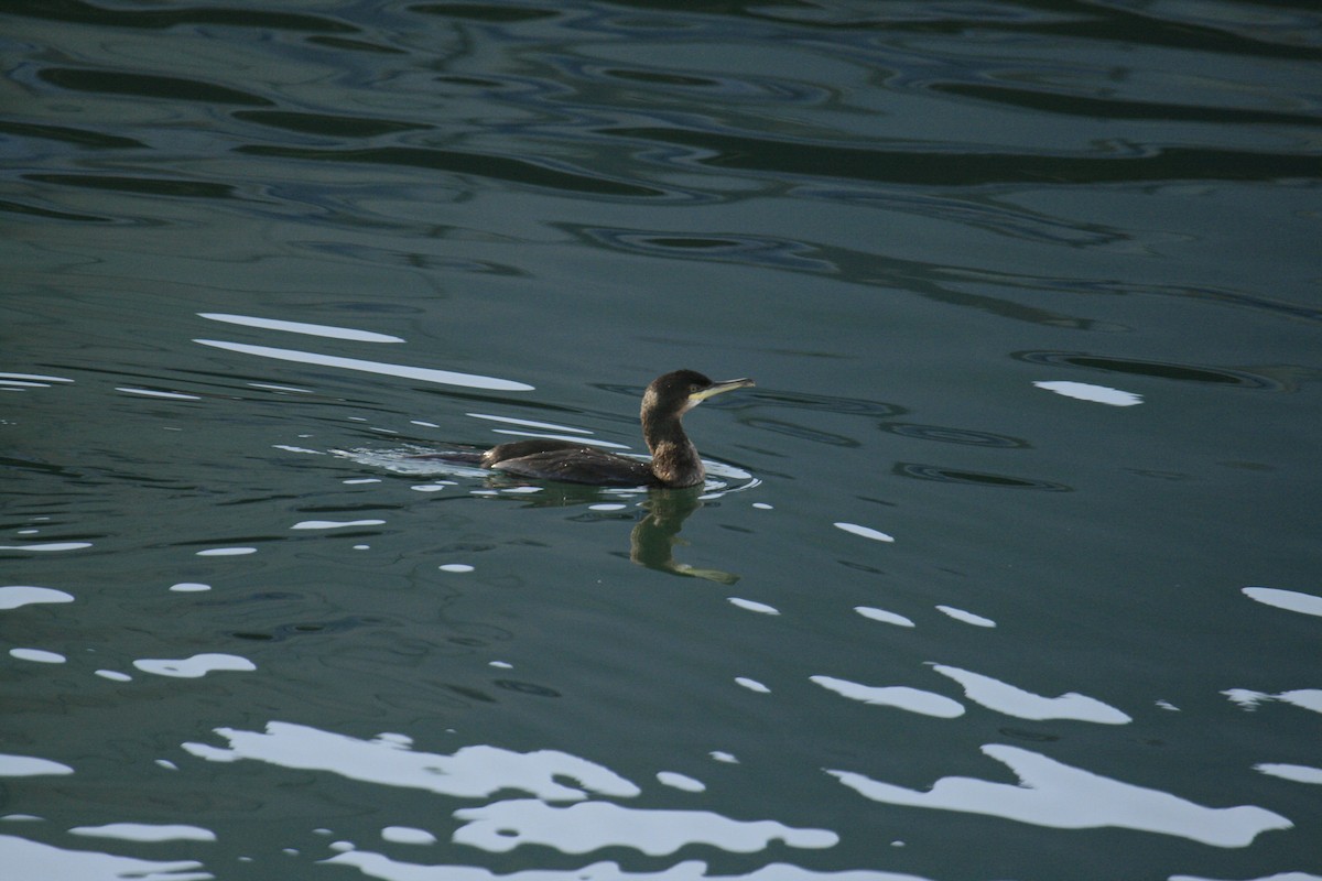 European Shag (Atlantic) - ML646425884