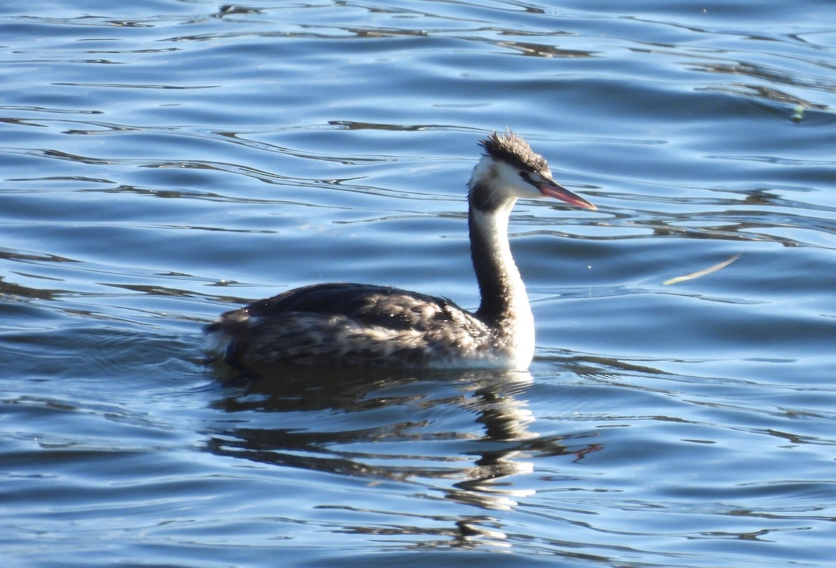 Great Crested Grebe - ML646425885
