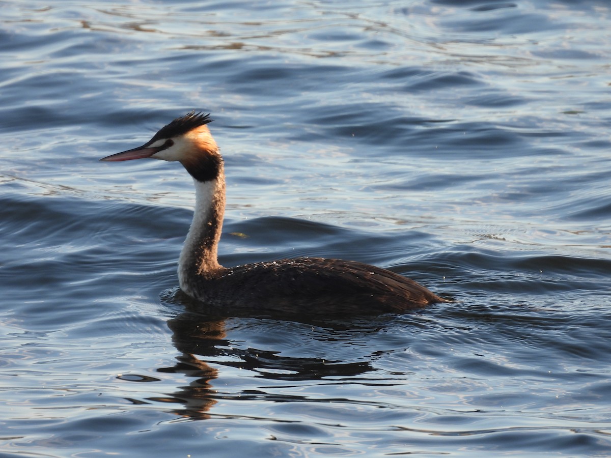 Great Crested Grebe - ML646425886