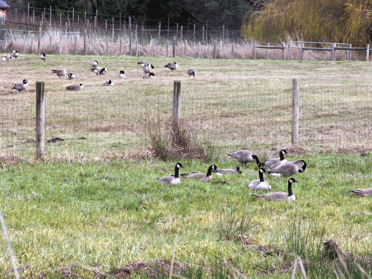Canada Goose - ML646425887