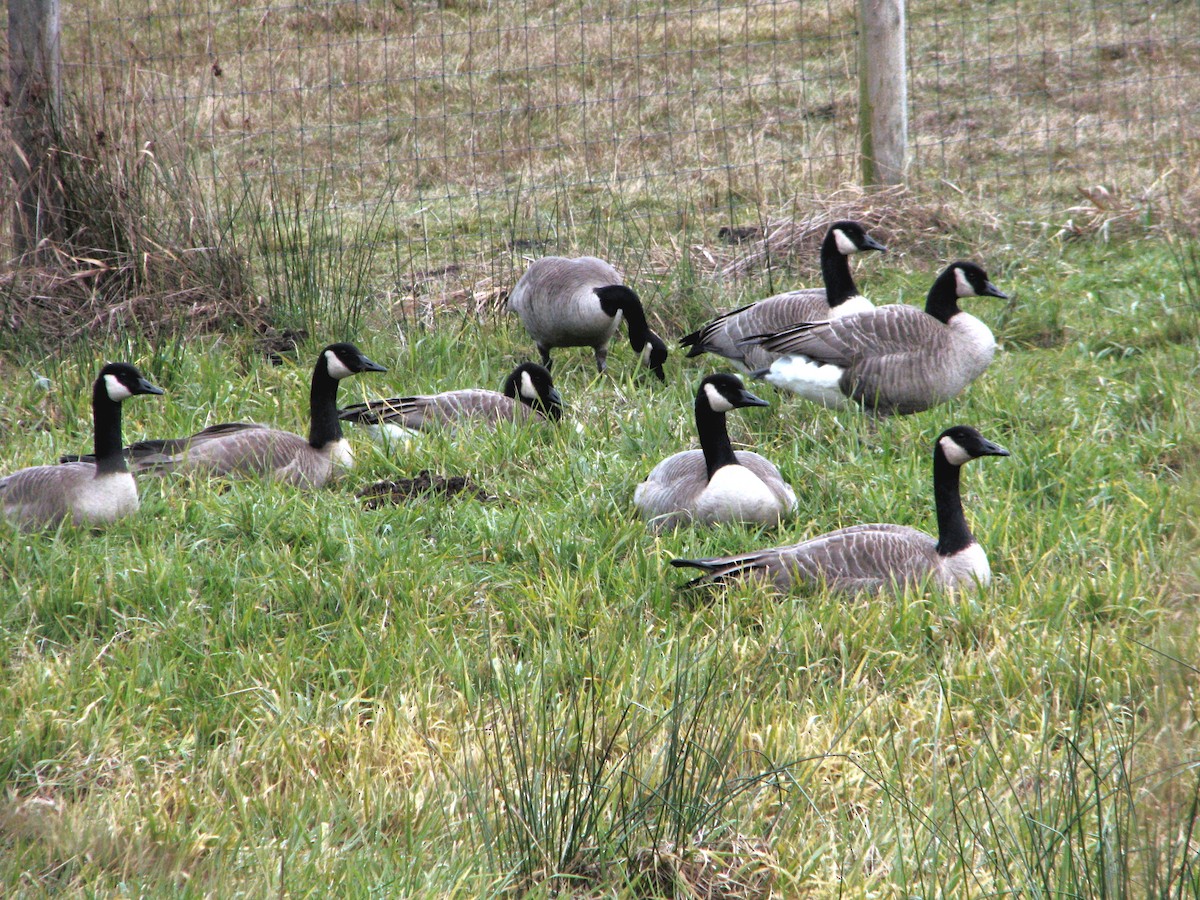 Canada Goose - ML646425888