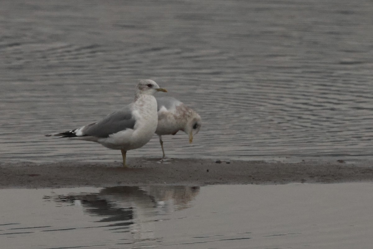 Short-billed Gull - ML646425891