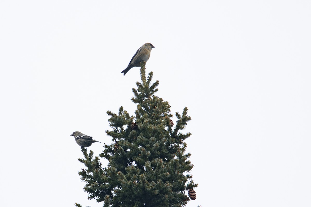 Ak Kanatlı Çaprazgaga - ML646425893