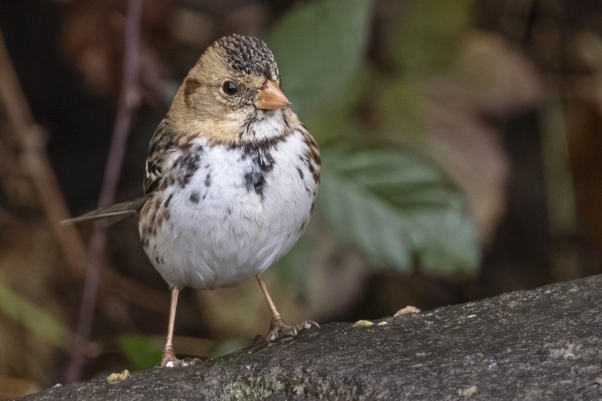 Harris's Sparrow - ML646425895