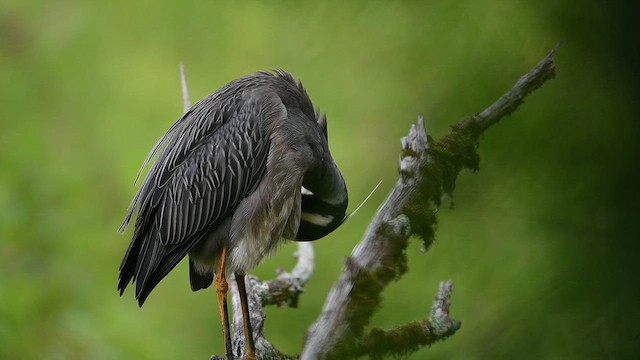 Martinete Coronado - ML646425896