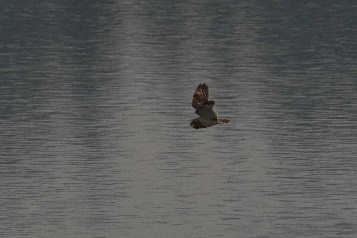 Short-eared Owl - ML646425902