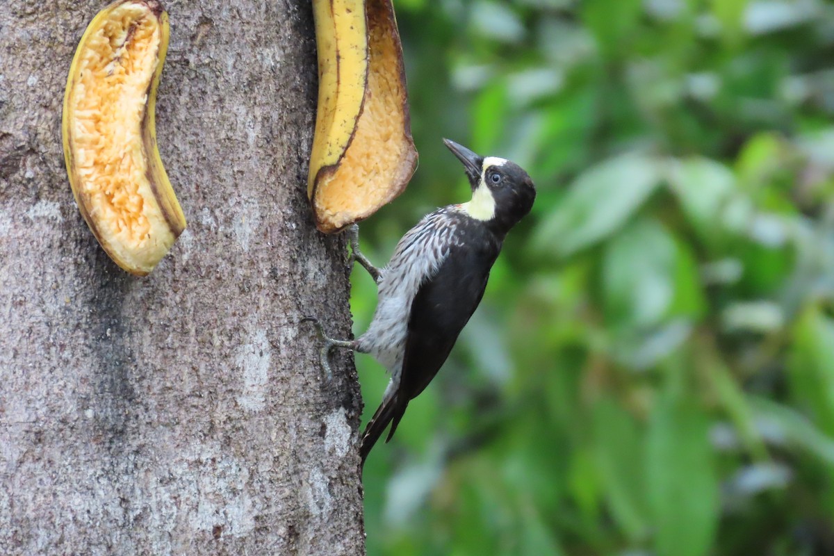 datel sběrač - ML646425903