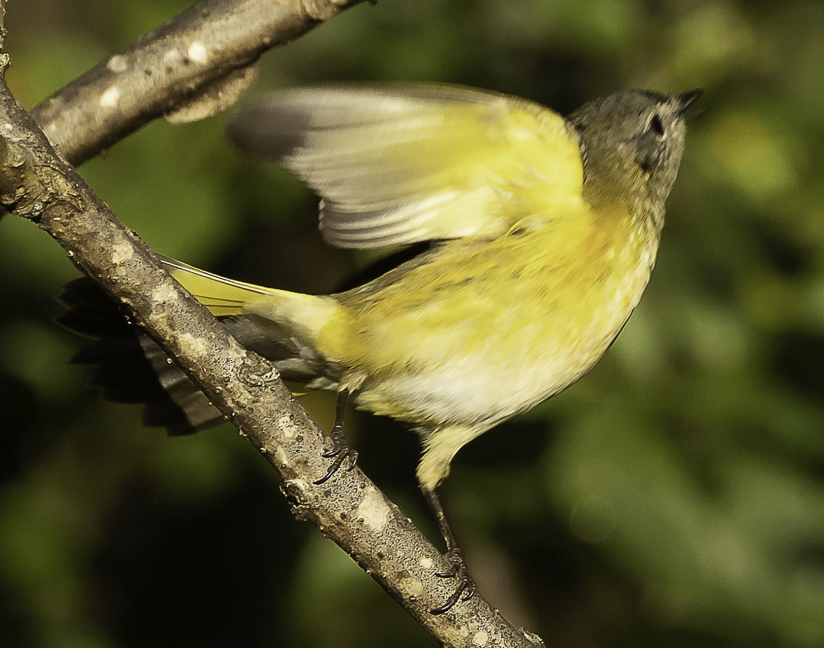 American Redstart x Magnolia Warbler (hybrid) - ML646425904