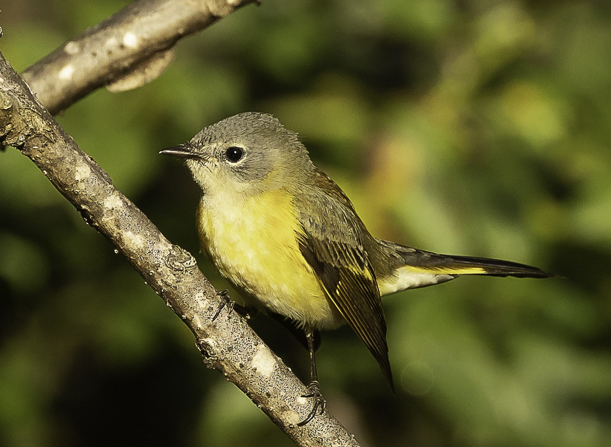 American Redstart x Magnolia Warbler (hybrid) - ML646425906