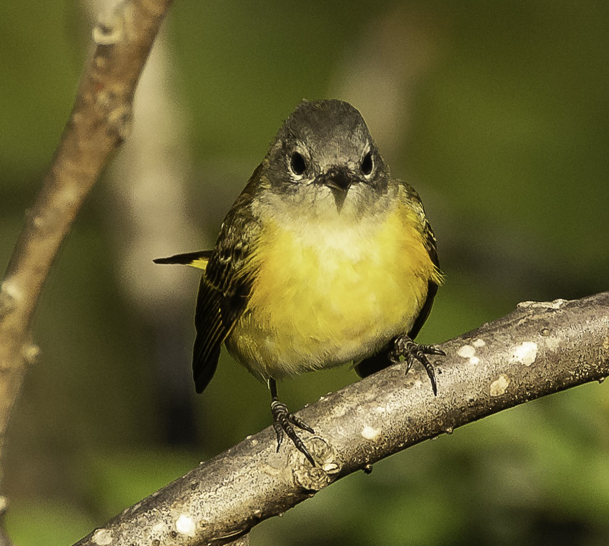 American Redstart x Magnolia Warbler (hybrid) - ML646425907
