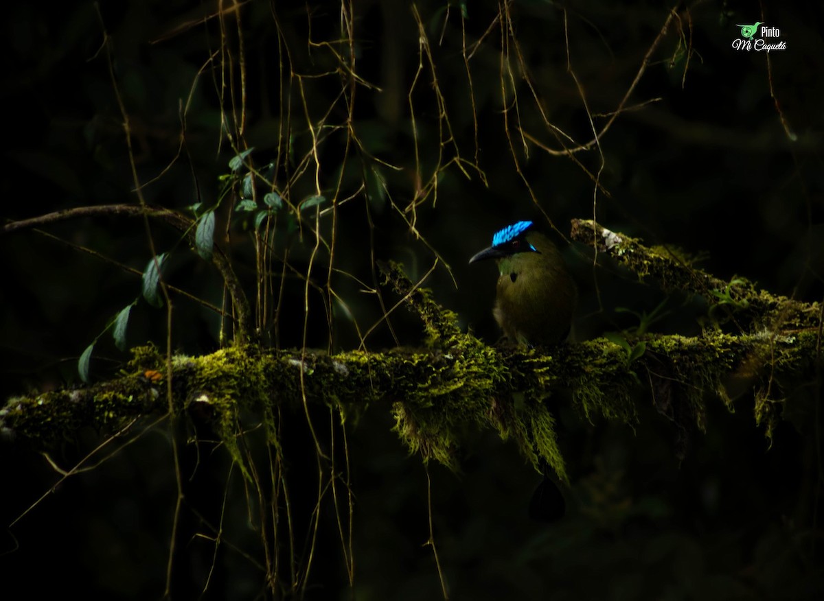 Andean Motmot - ML646425908