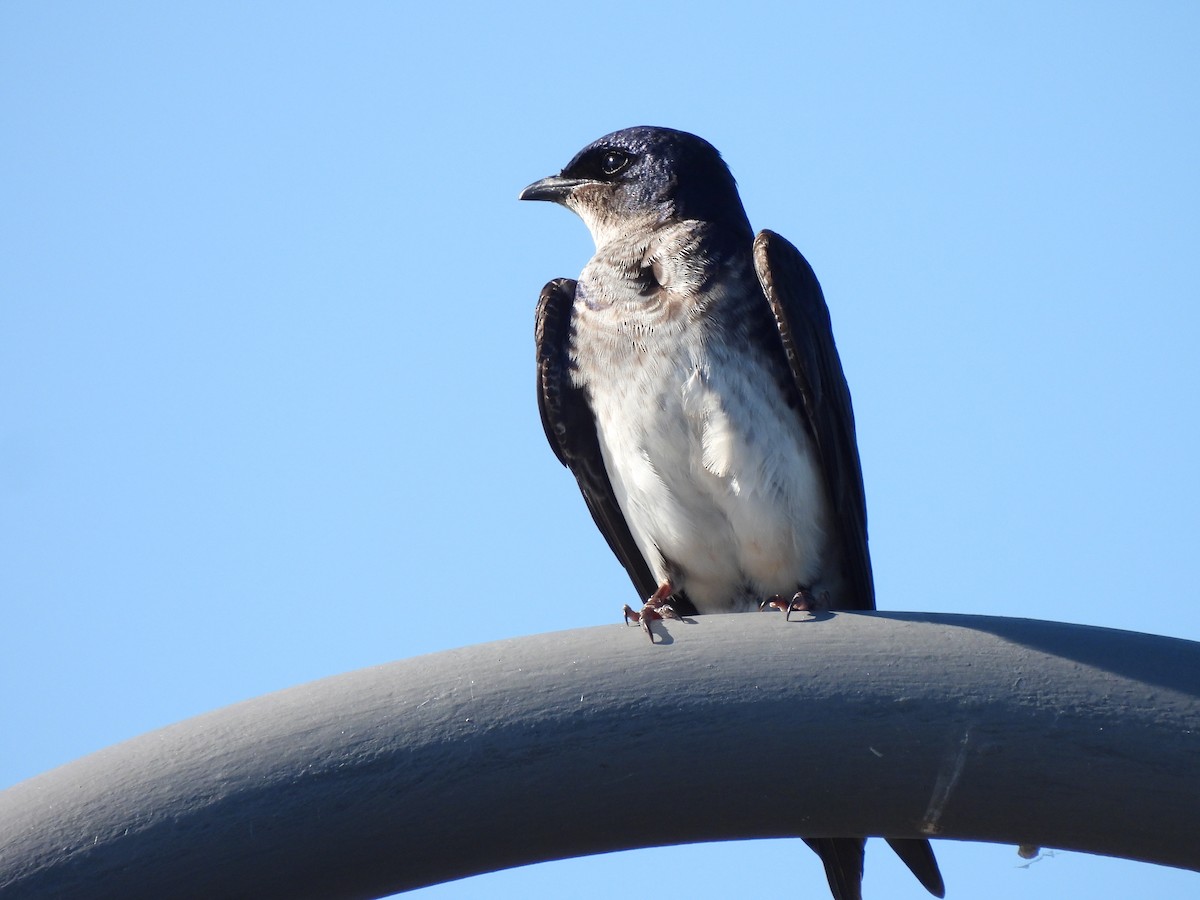 ハイムネムラサキツバメ - ML646425909