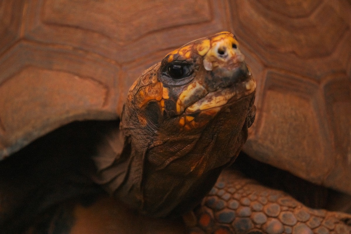 Reptiles - ML646425910