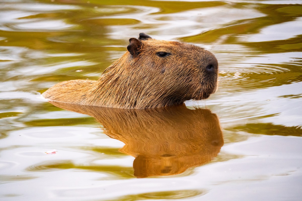 Mammals - ML646425911