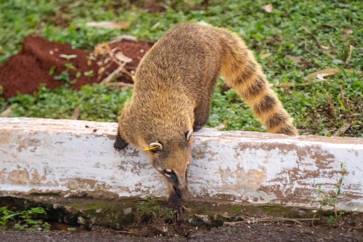 Mammals - ML646425912