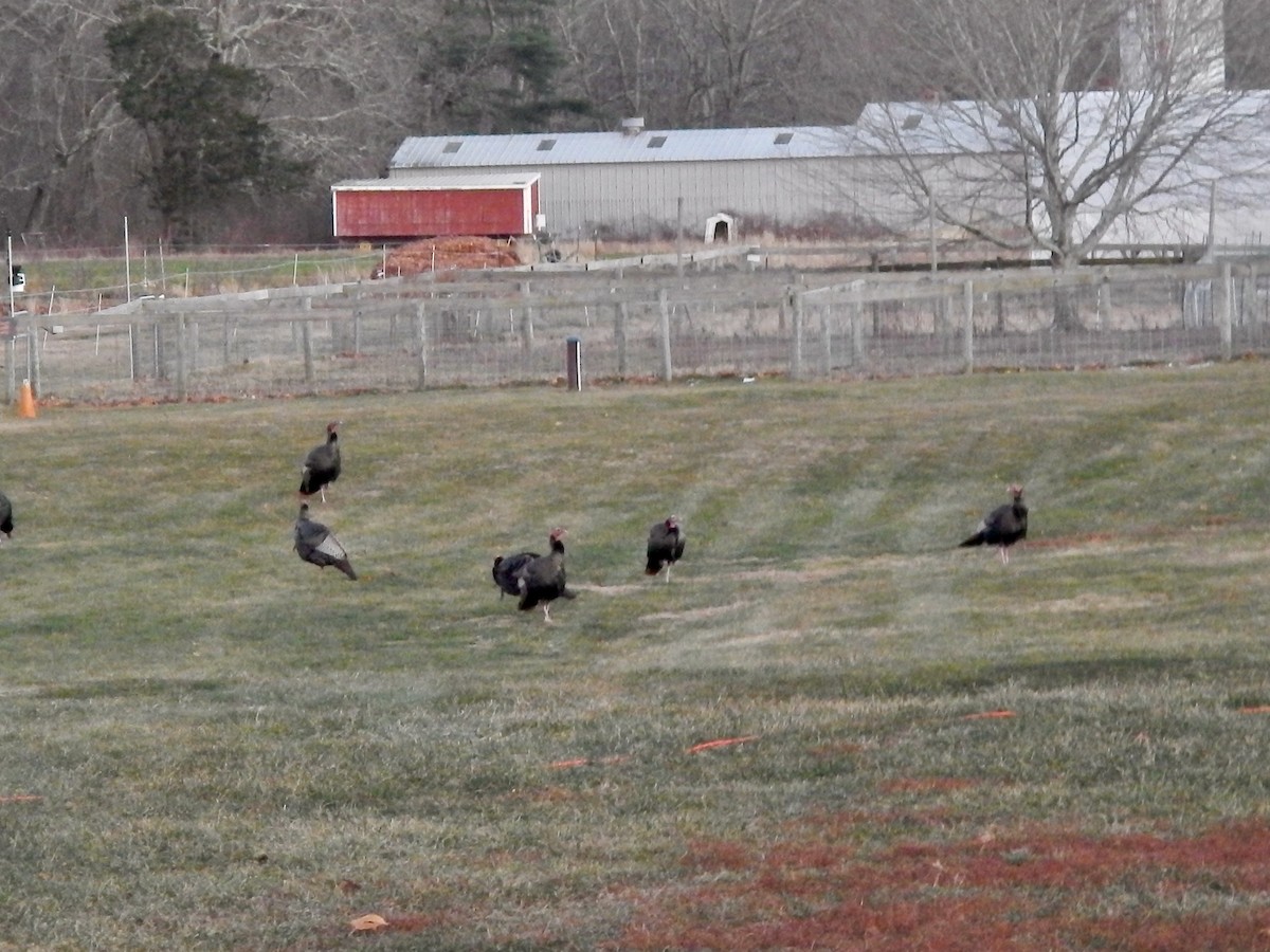 シチメンチョウ - ML646425913