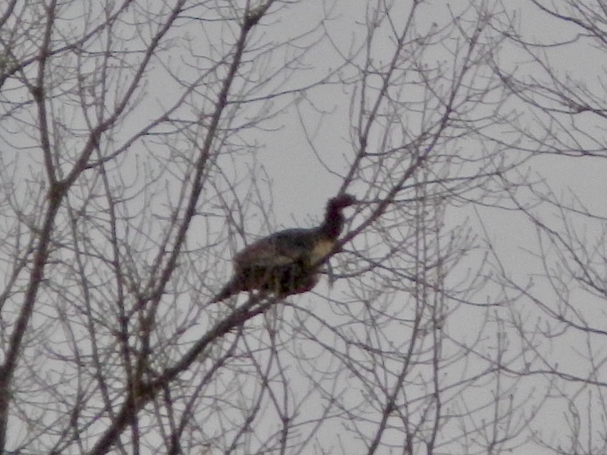 シチメンチョウ - ML646425914