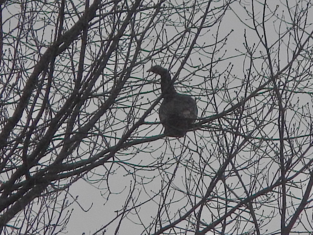 シチメンチョウ - ML646425915