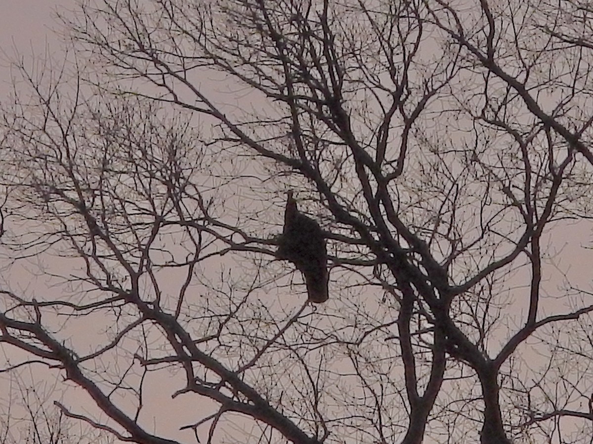 シチメンチョウ - ML646425917