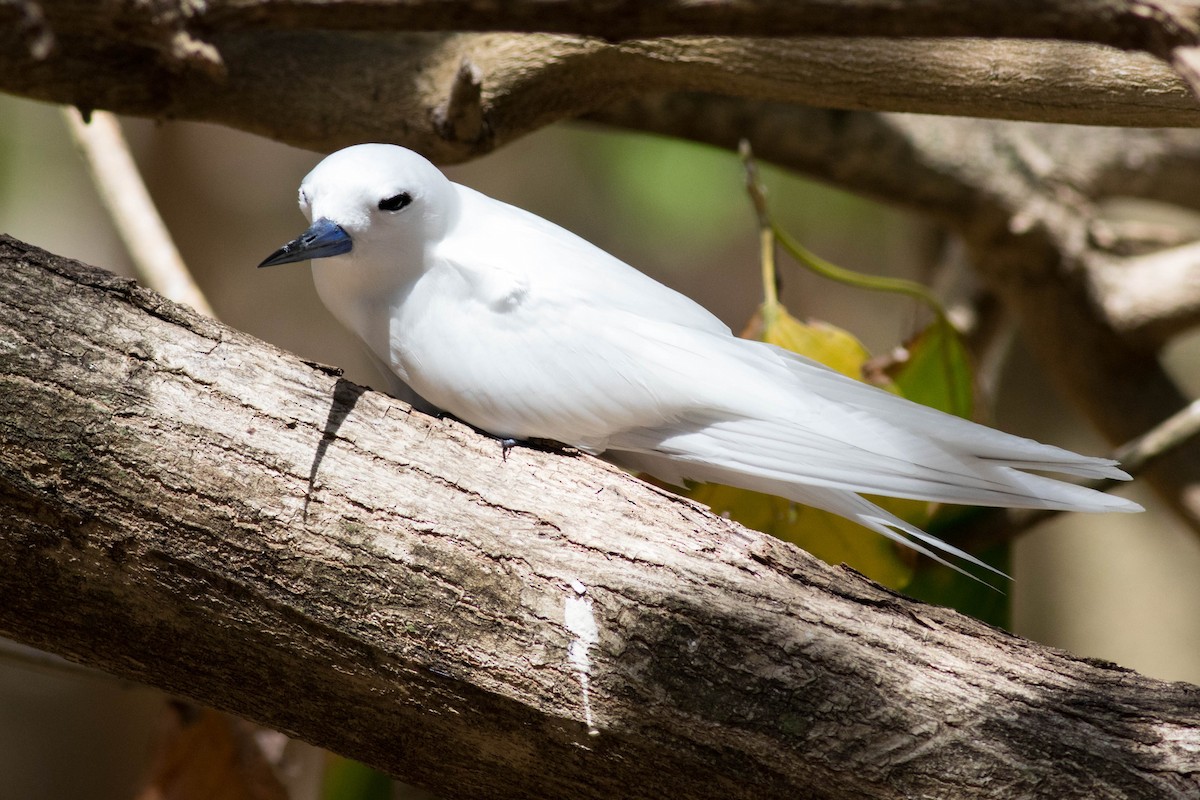 Blue-billed White-Tern - ML646425922