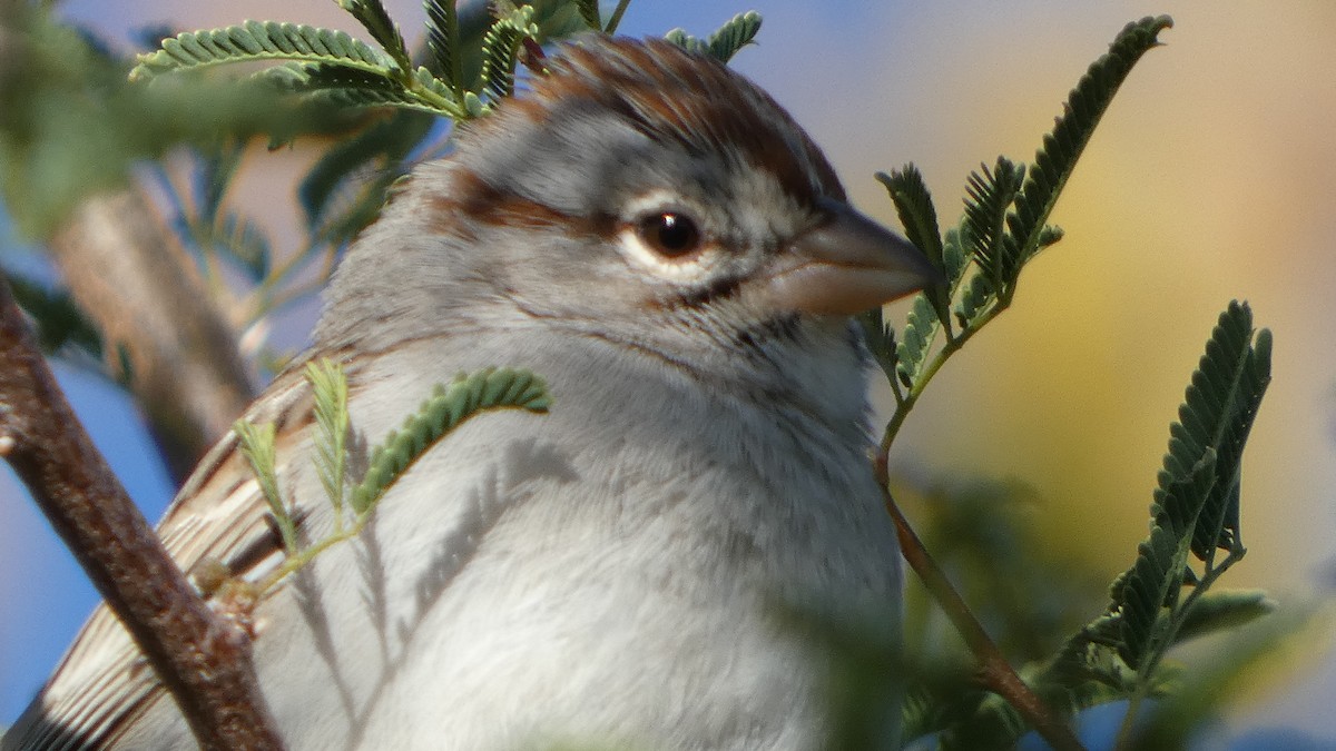 Rufous-winged Sparrow - ML646425923