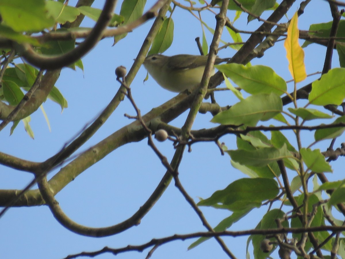 Eastern Warbling Vireo - ML646425925