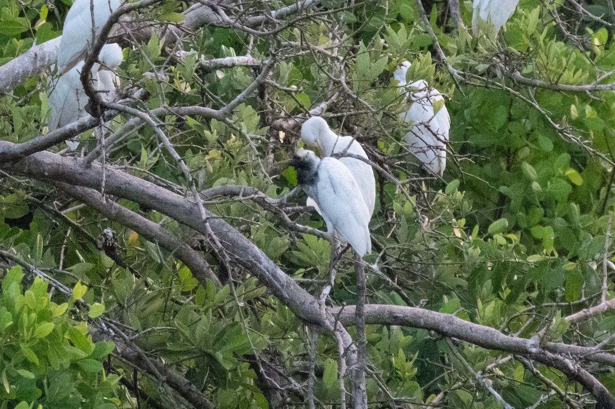Western Cattle-Egret - ML646425926