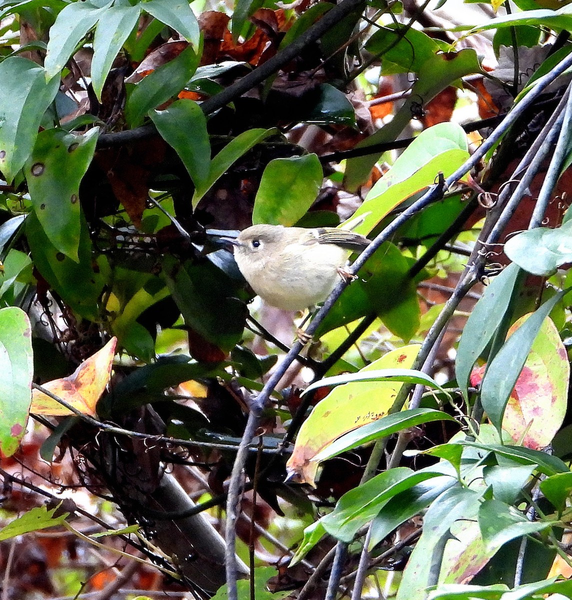 Ruby-crowned Kinglet - ML646425927