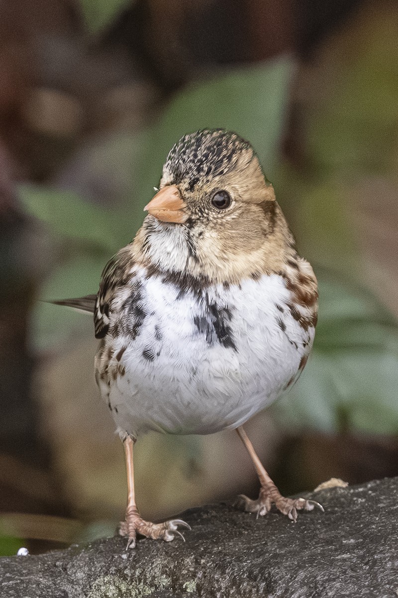 Harris's Sparrow - ML646425929