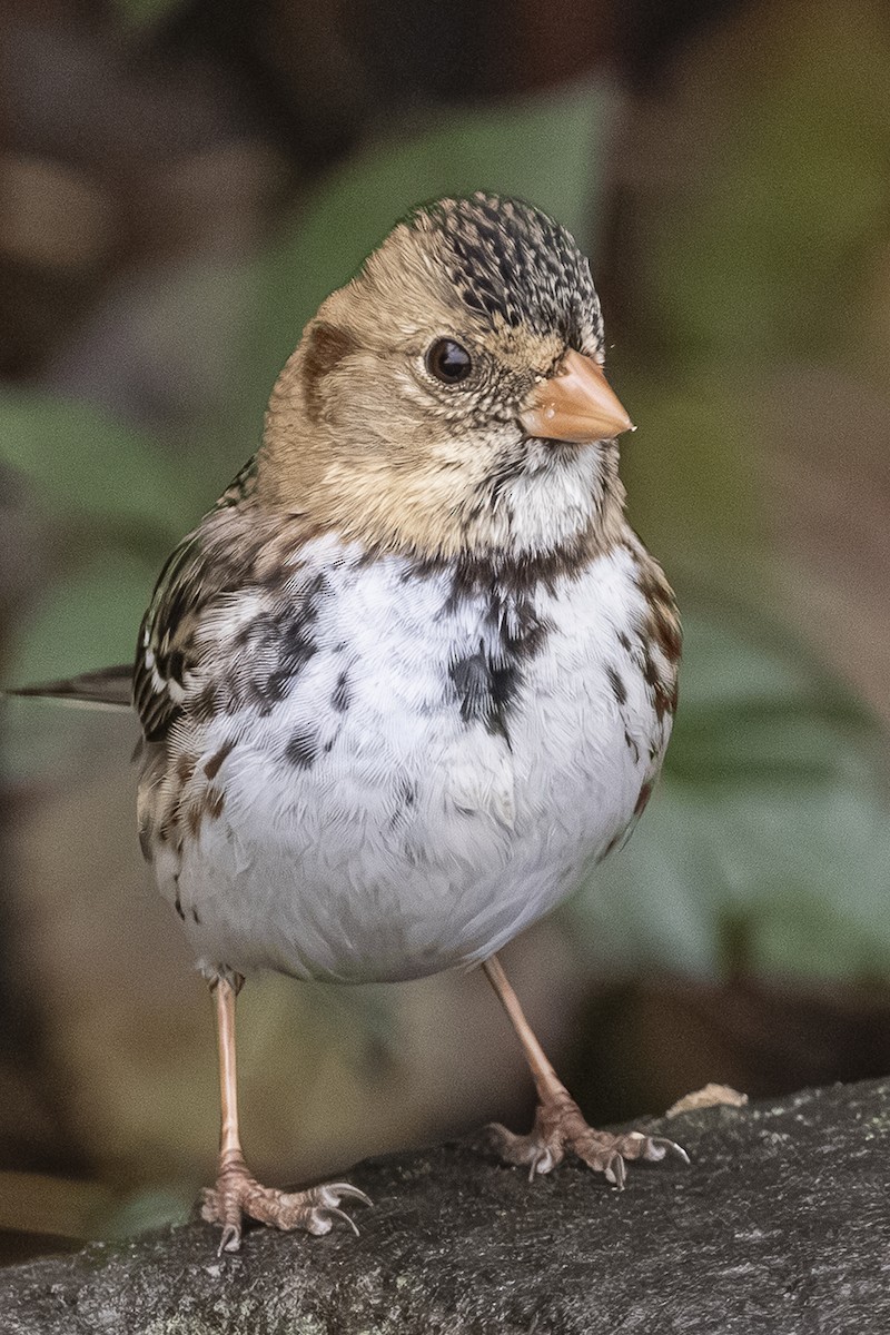 Harris's Sparrow - ML646425933
