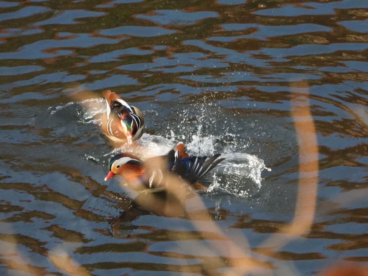 Mandarin Duck - ML646425934