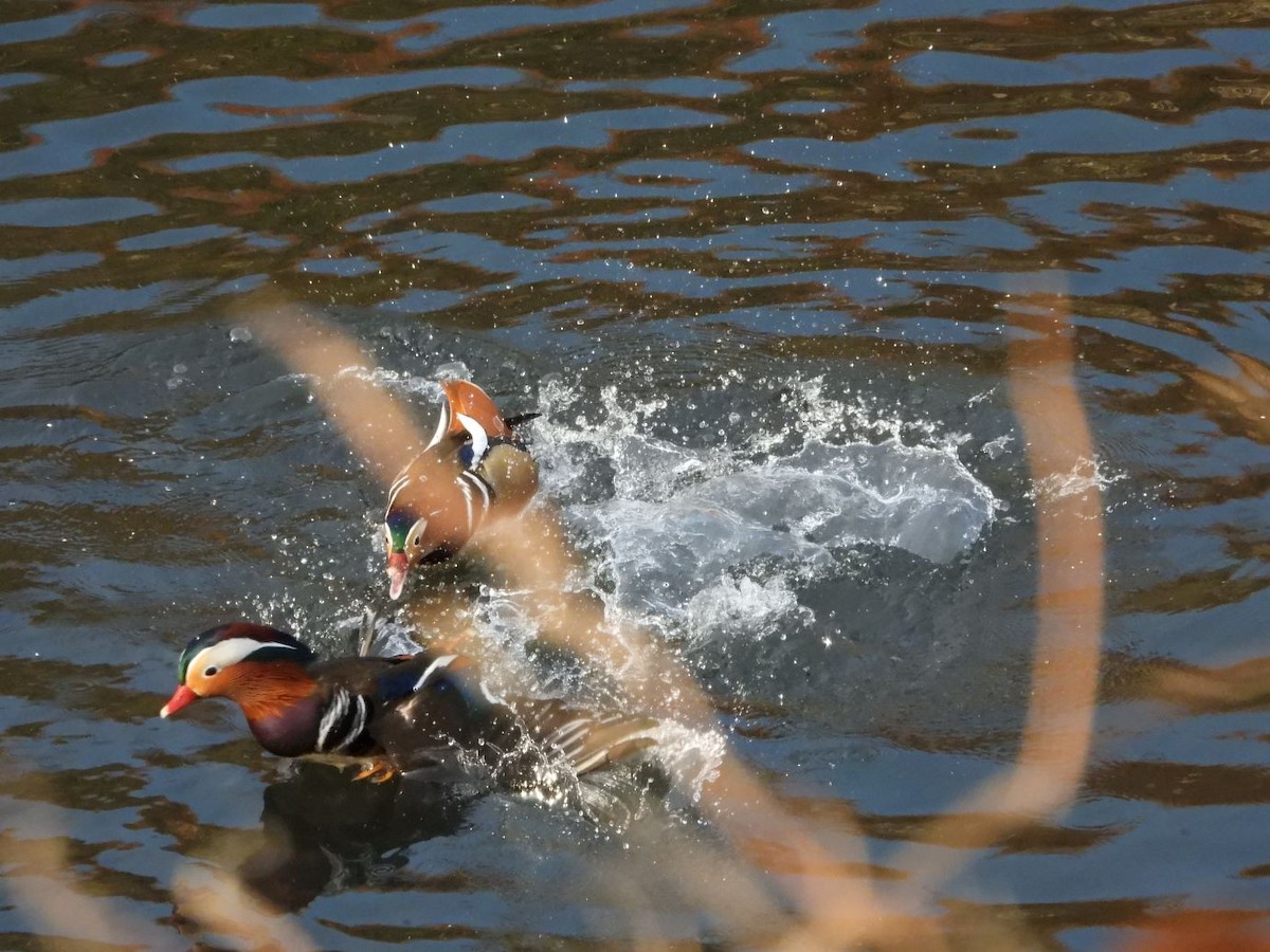 Mandarin Duck - ML646425935