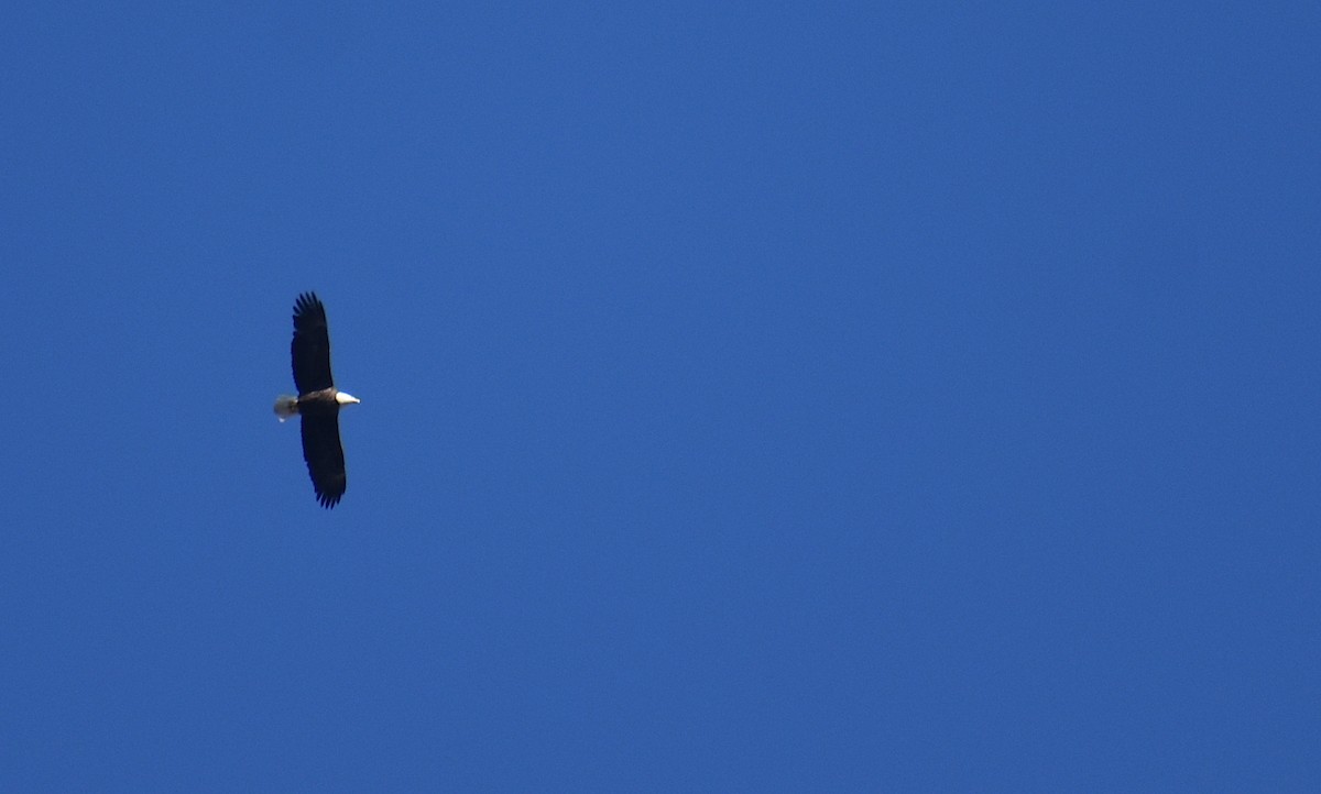 ハクトウワシ - ML646425936