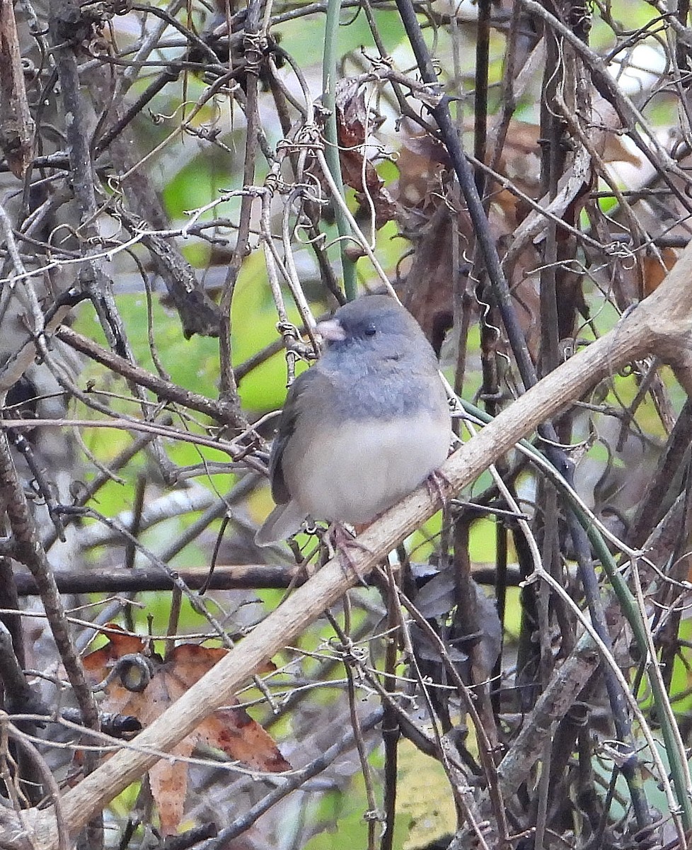 Dark-eyed Junco - ML646425937