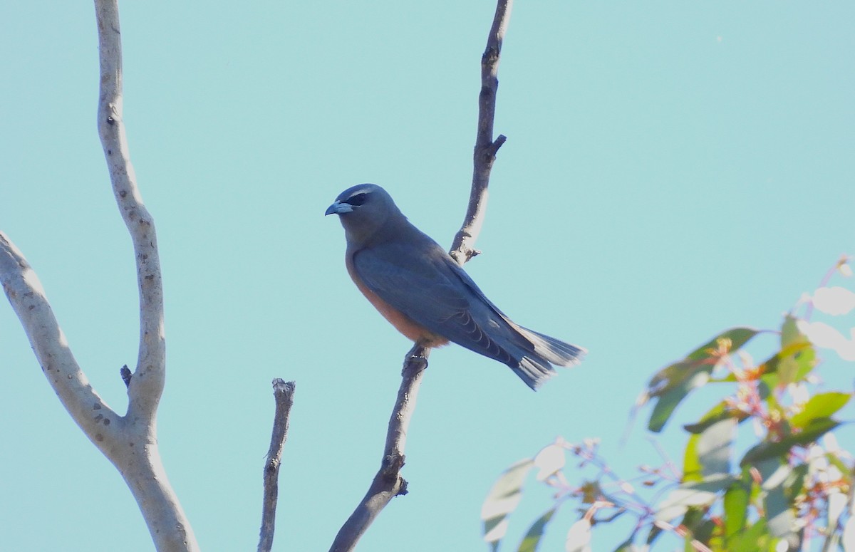 White-browed Woodswallow - ML646425938