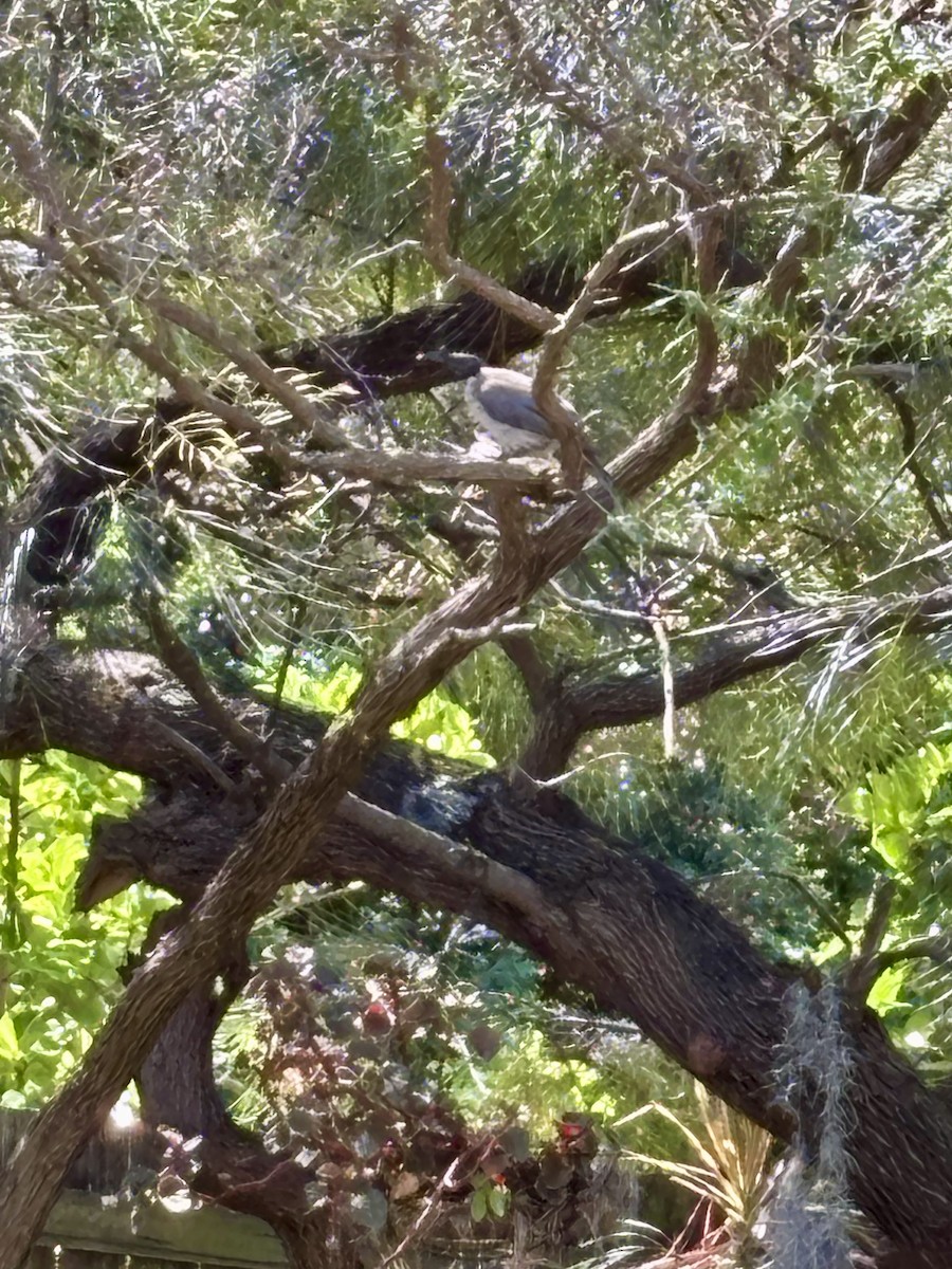 Noisy Friarbird - ML646425940