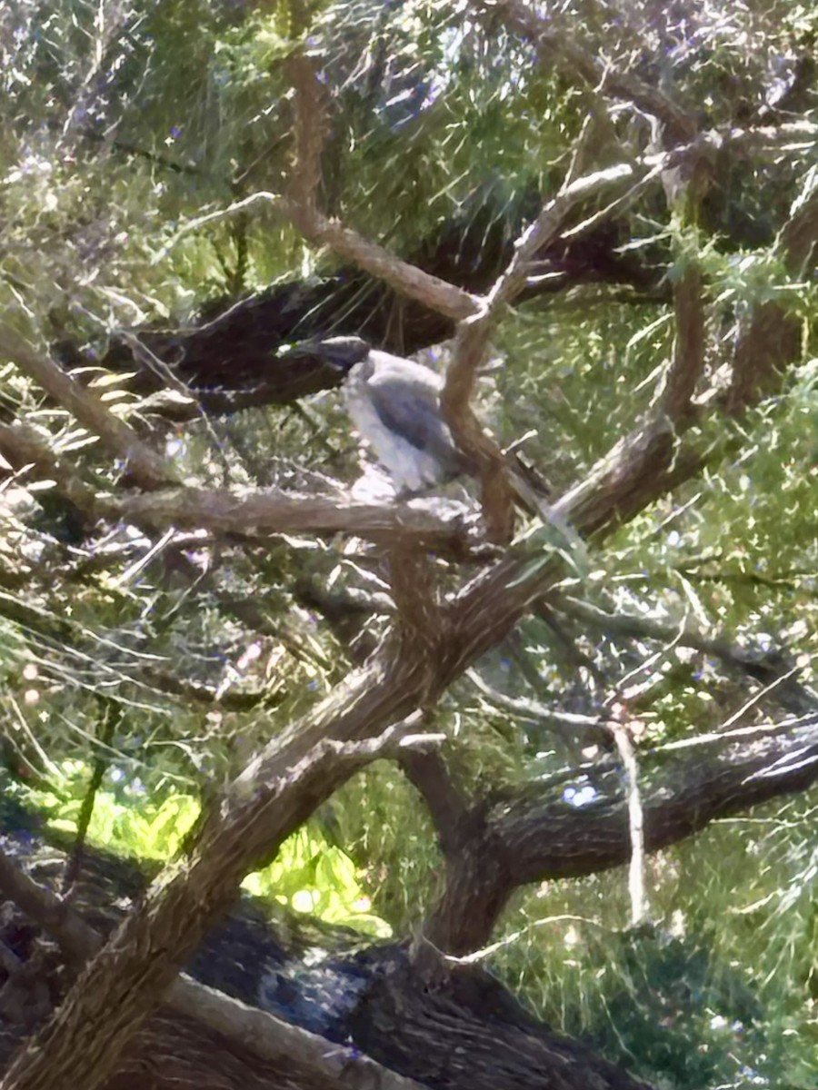 Noisy Friarbird - ML646425941
