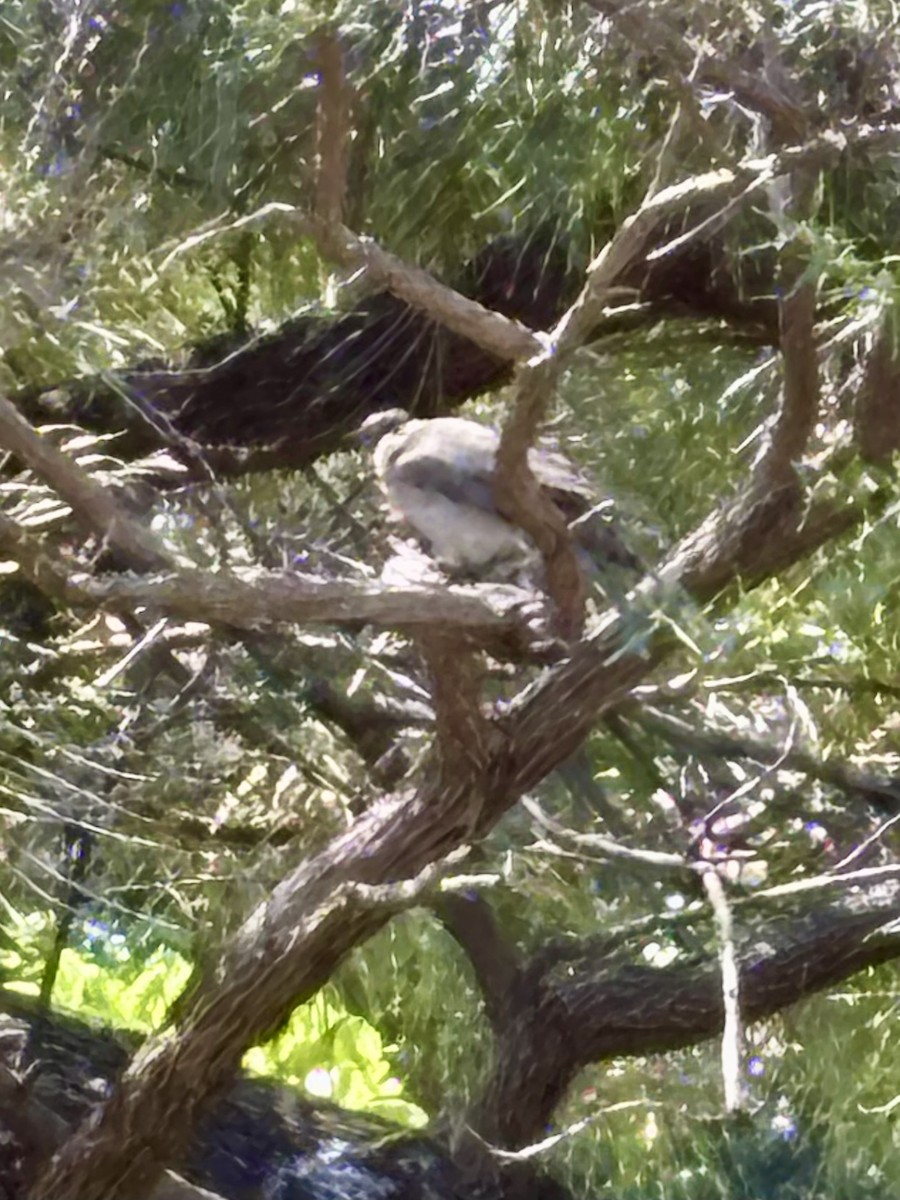 Noisy Friarbird - ML646425942