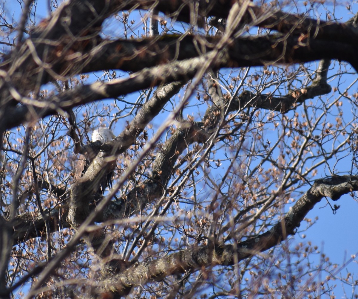 Bald Eagle - ML646425943