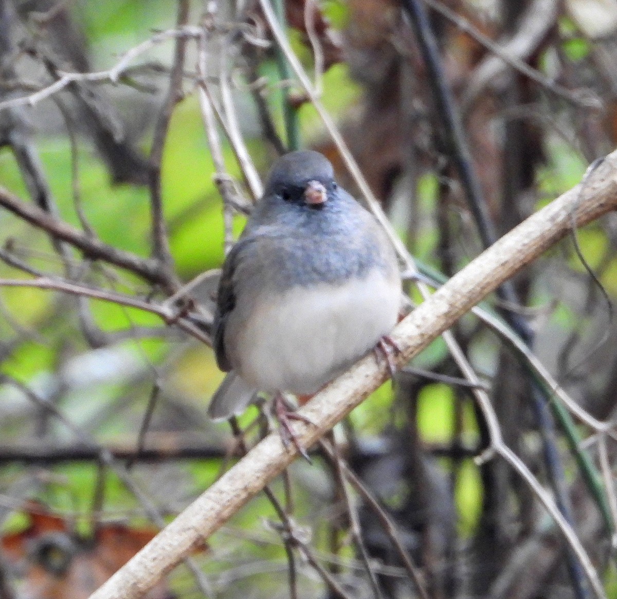 Dark-eyed Junco - ML646425944