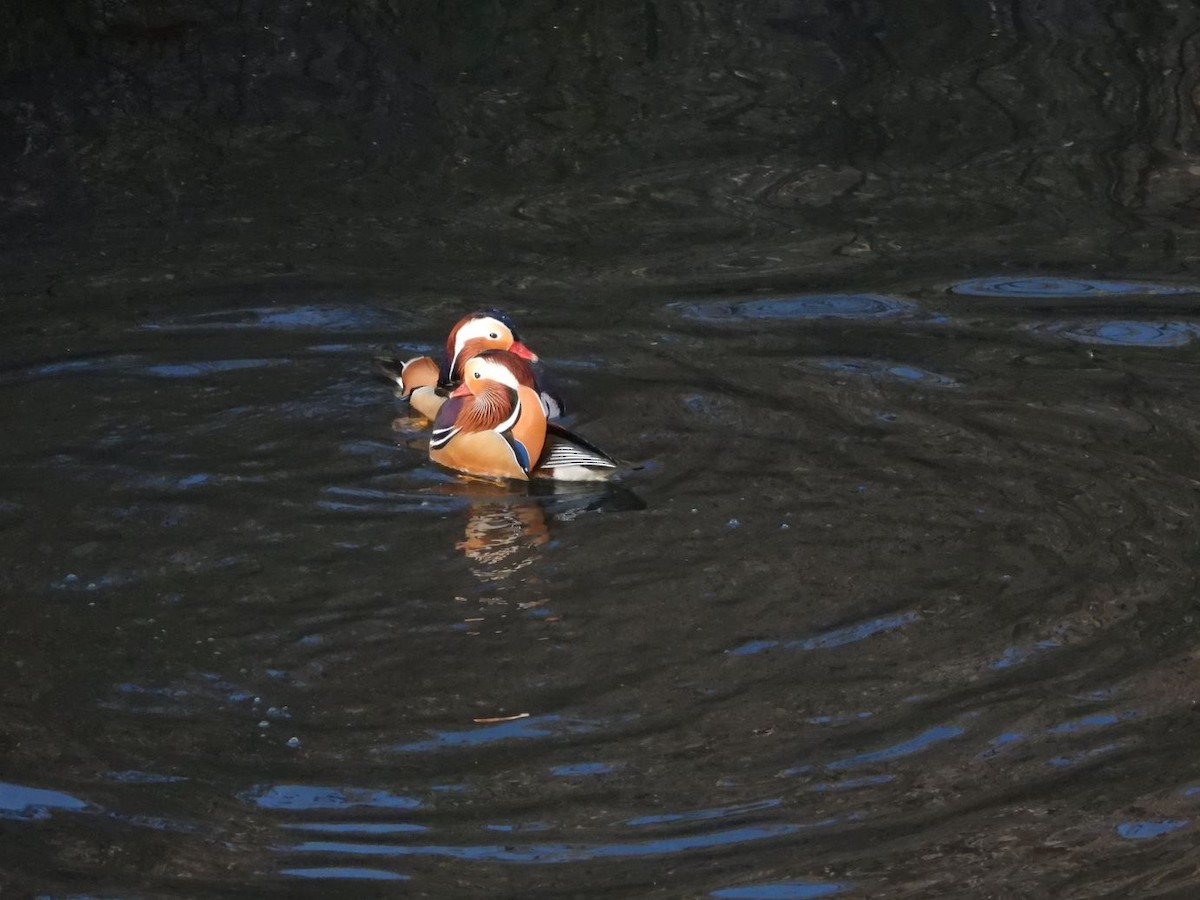Mandarin Duck - ML646425945