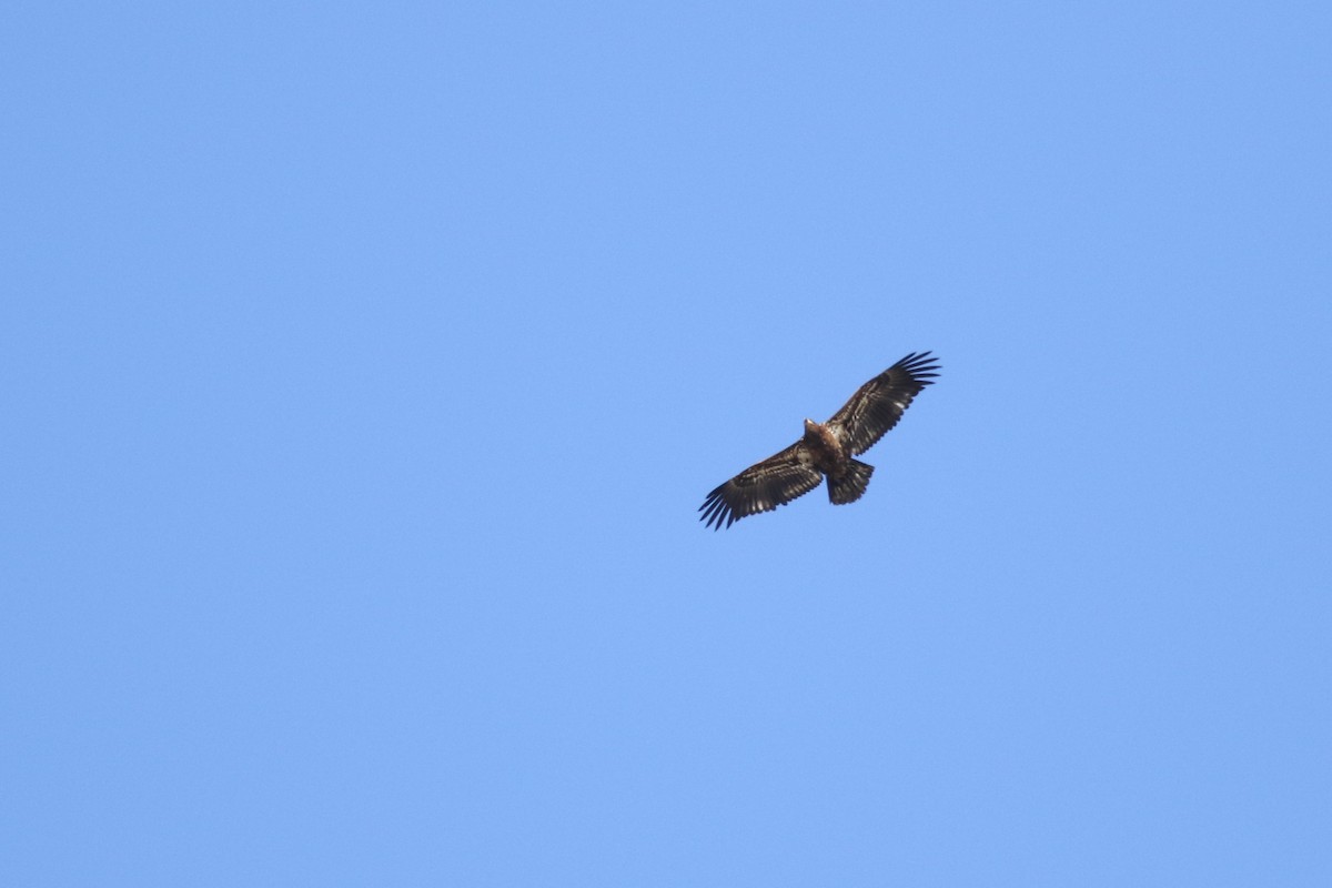 Bald Eagle - ML646425947