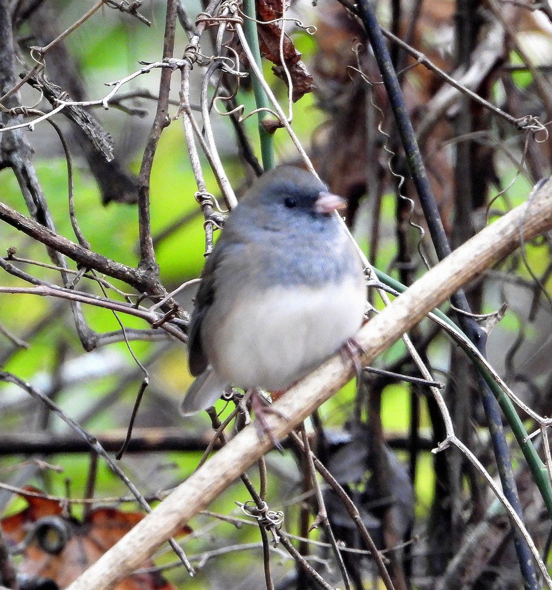 Dark-eyed Junco - ML646425948