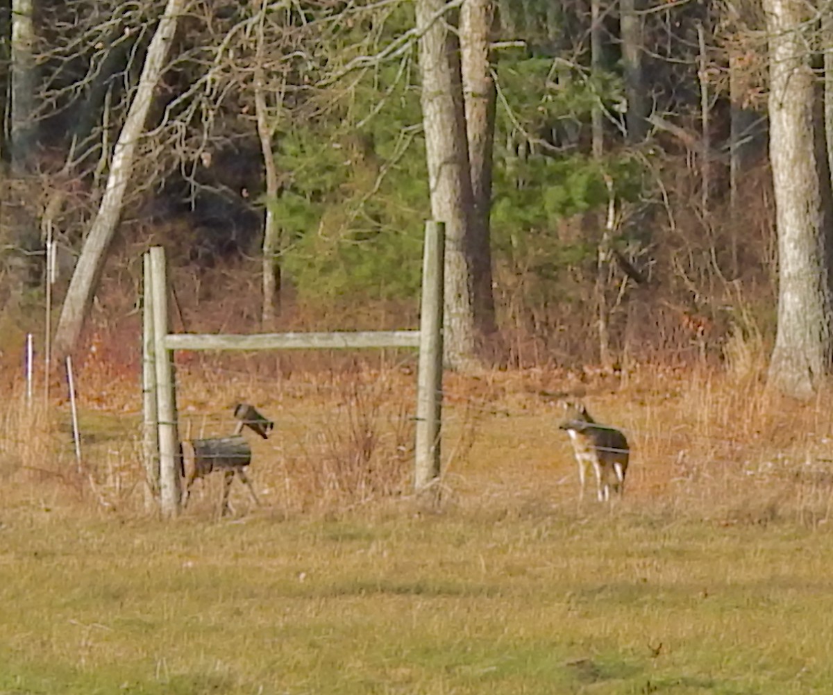 Coyote - ML646425949