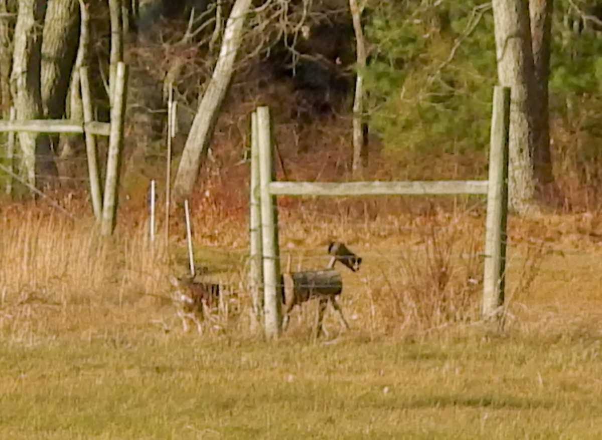 Coyote - ML646425950