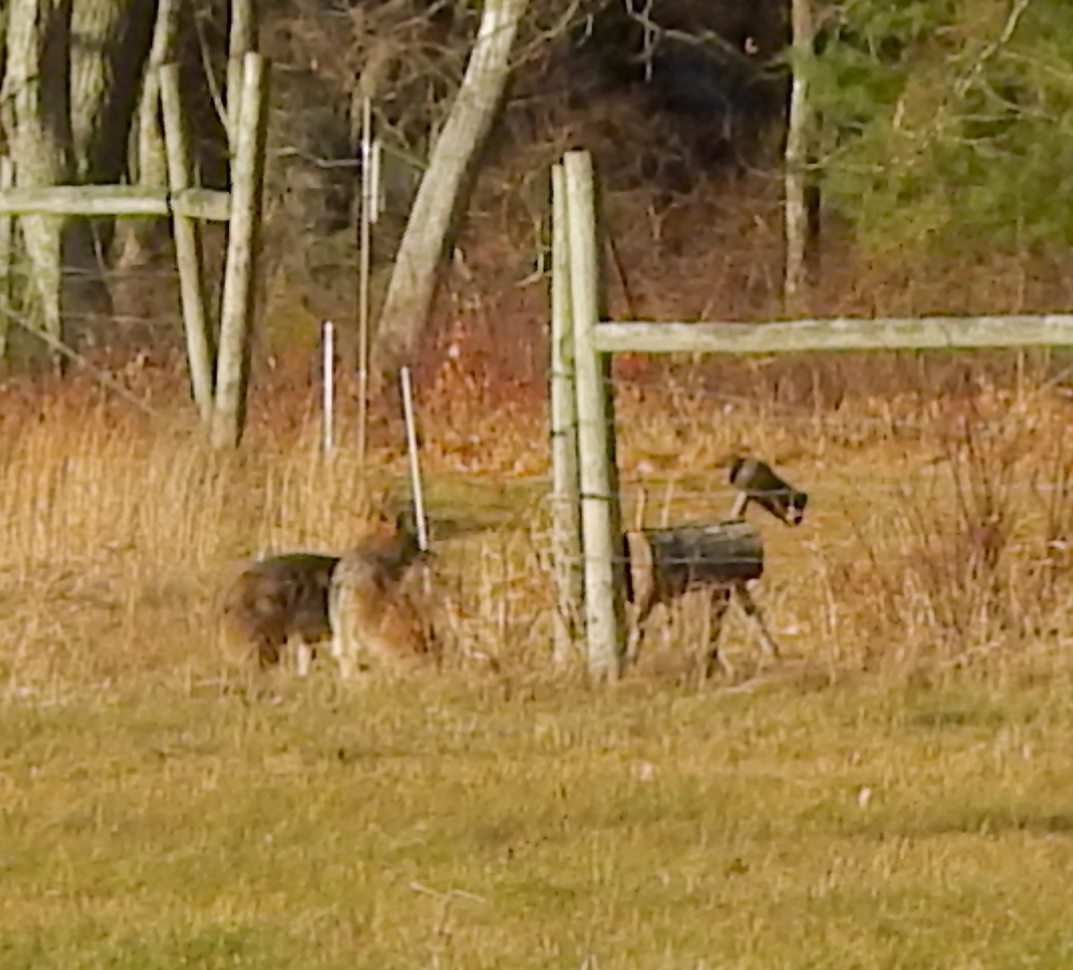 Coyote - ML646425951